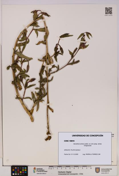 Oenothera stricta subsp. stricta [Espécimen: UDEC:CONC:0153619]