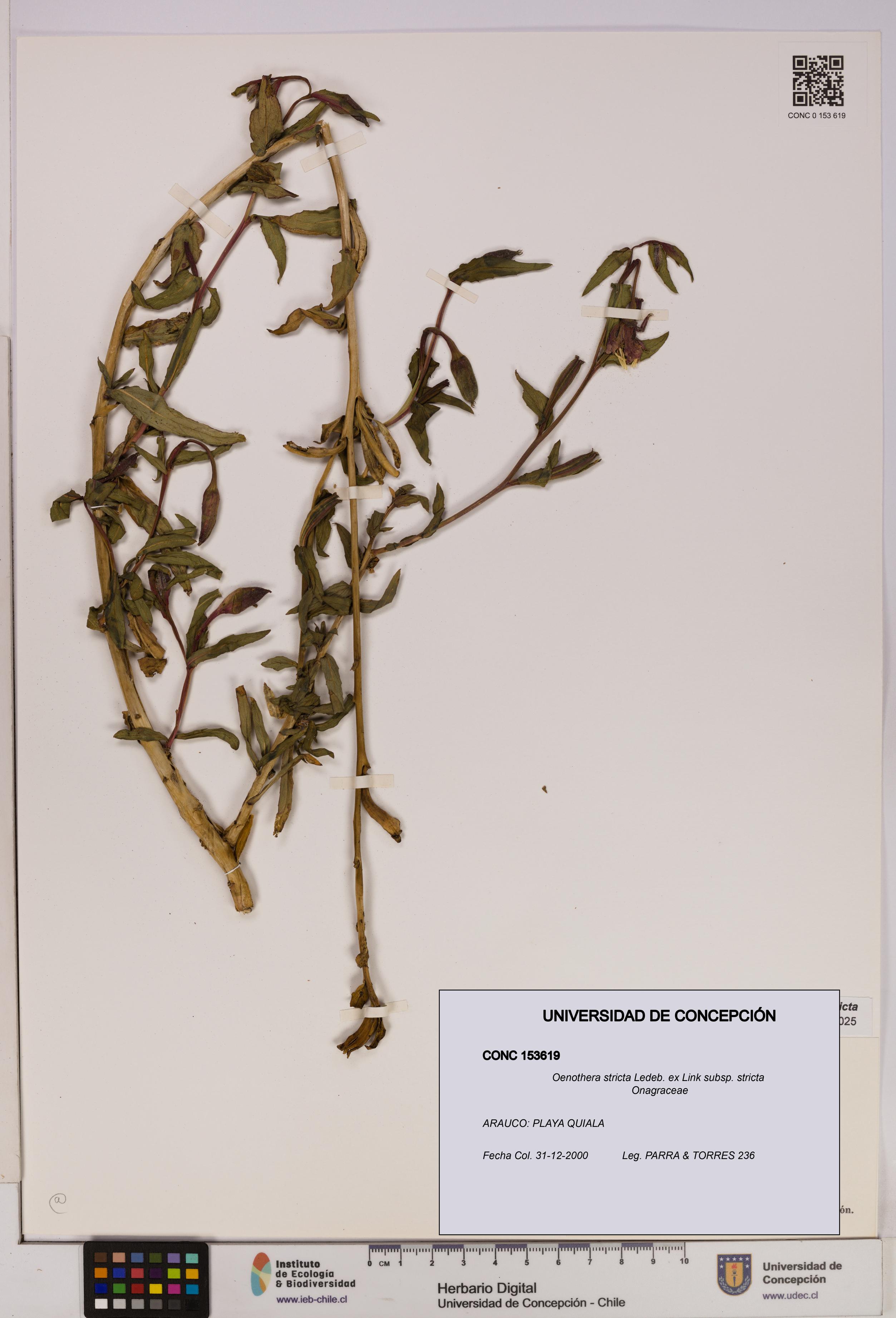 Oenothera stricta subsp. stricta [Espécimen: UDEC:CONC:0153619]