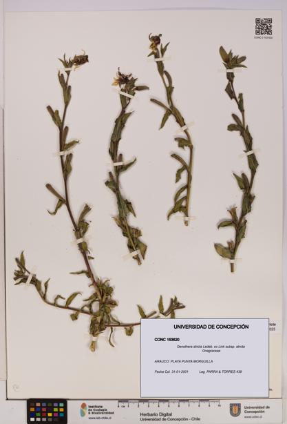 Oenothera stricta subsp. stricta [Espécimen: UDEC:CONC:0153620]