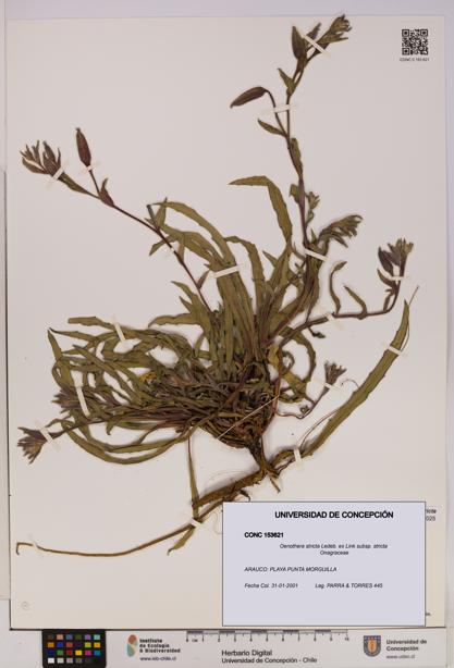 Oenothera stricta subsp. stricta [Espécimen: UDEC:CONC:0153621]