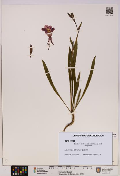 Oenothera stricta subsp. stricta [Espécimen: UDEC:CONC:0153622]
