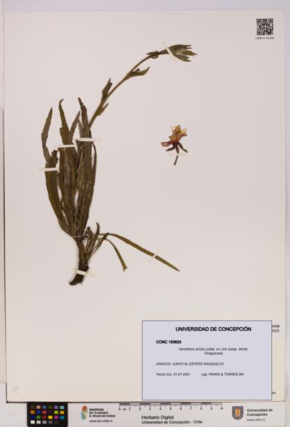 Oenothera stricta subsp. stricta [Espécimen: UDEC:CONC:0153623]