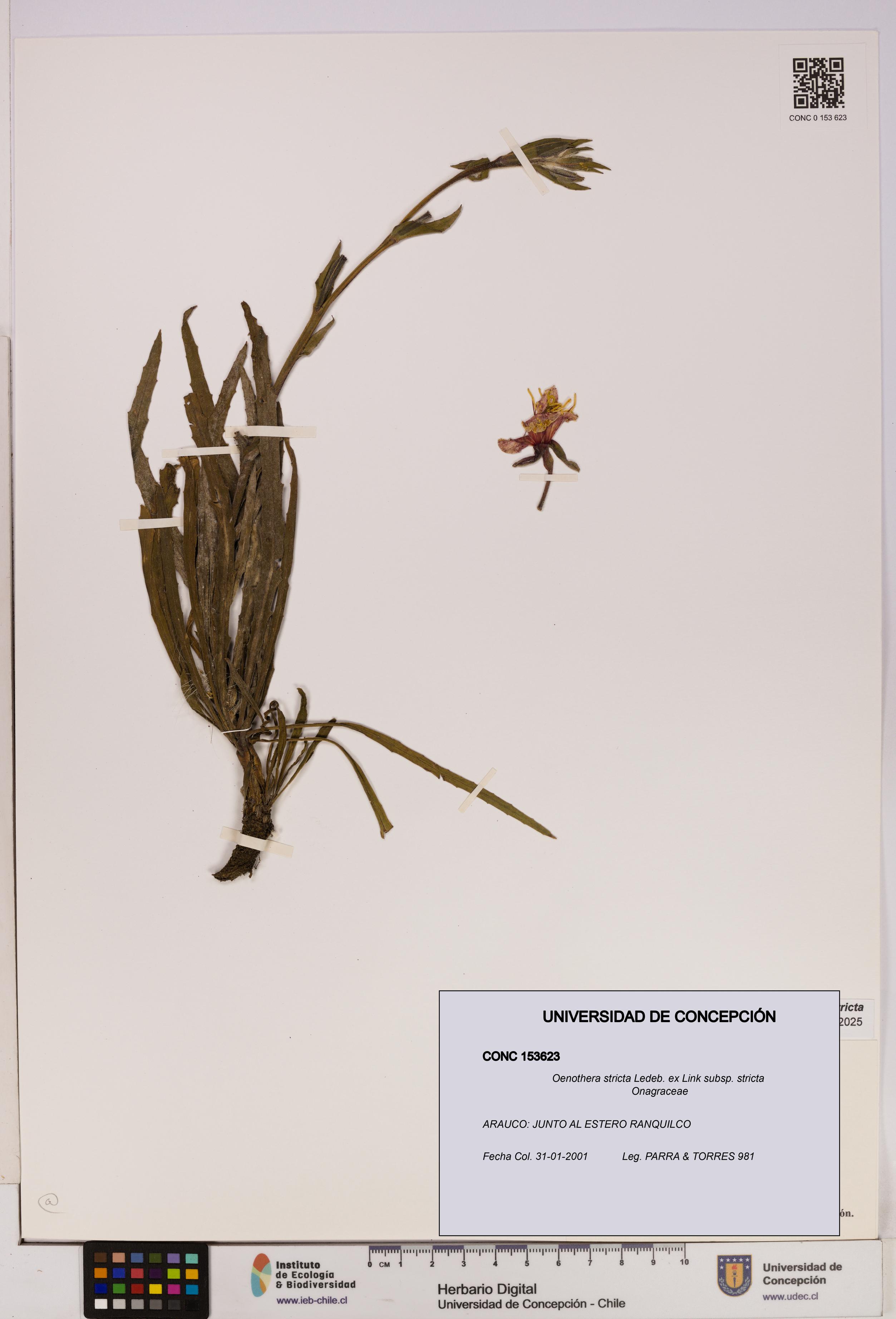 Oenothera stricta subsp. stricta [Espécimen: UDEC:CONC:0153623]