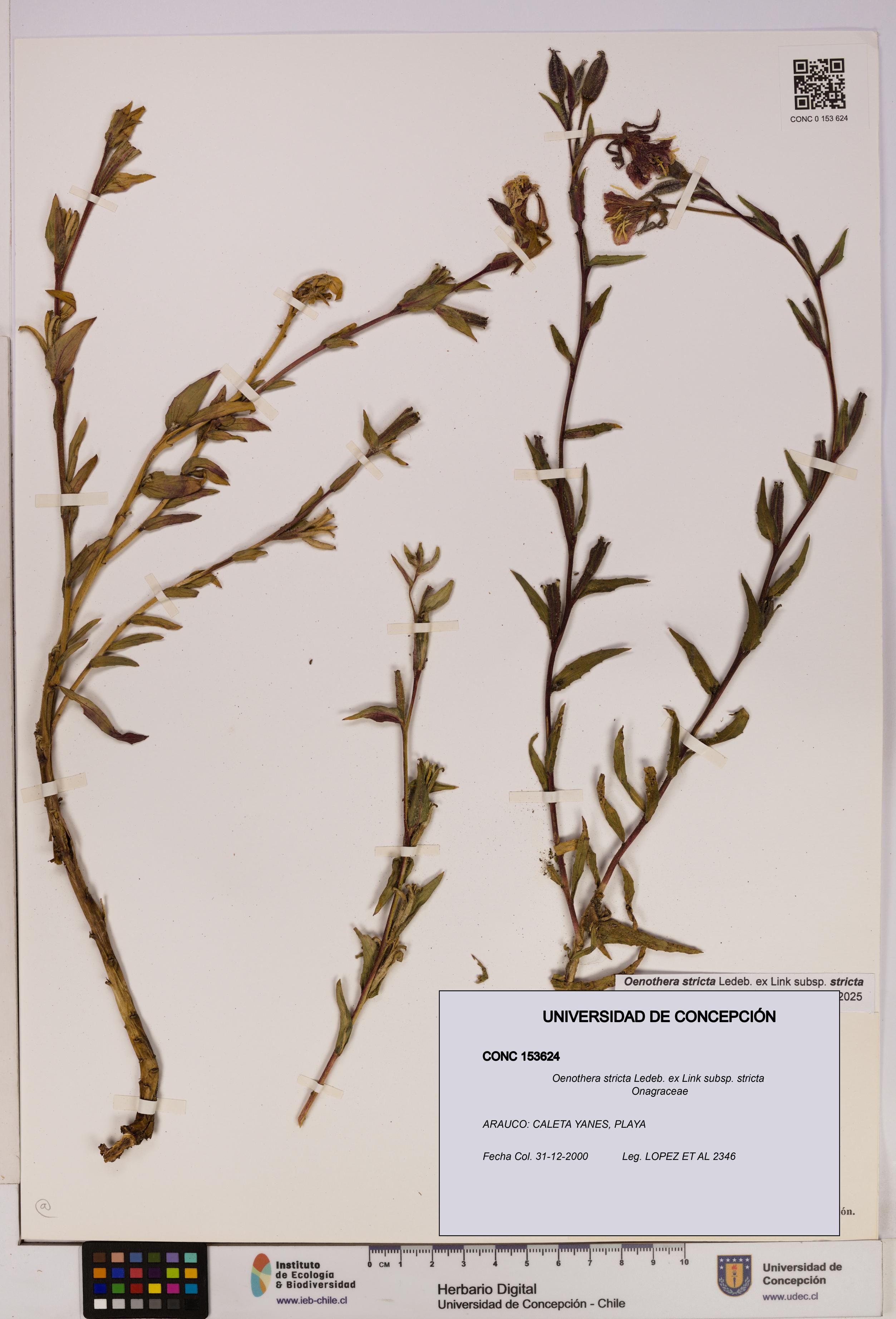 Oenothera stricta subsp. stricta [Espécimen: UDEC:CONC:0153624]