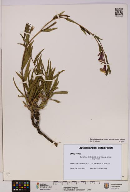 Oenothera stricta subsp. stricta [Espécimen: UDEC:CONC:0153627]