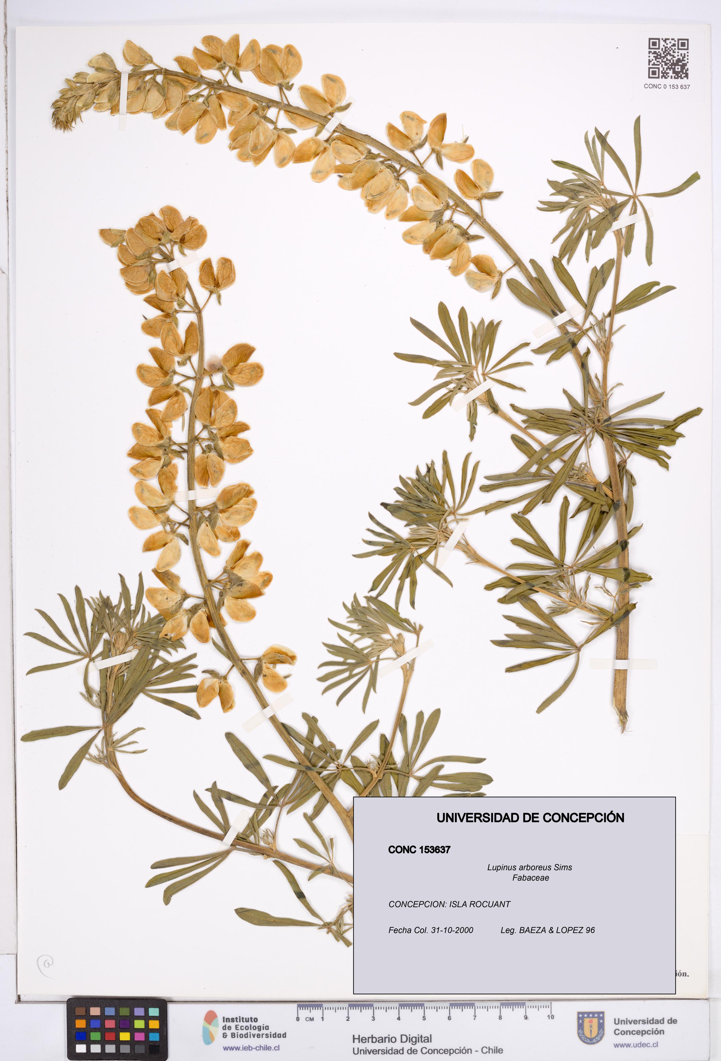 Lupinus arboreus [Espécimen: ]