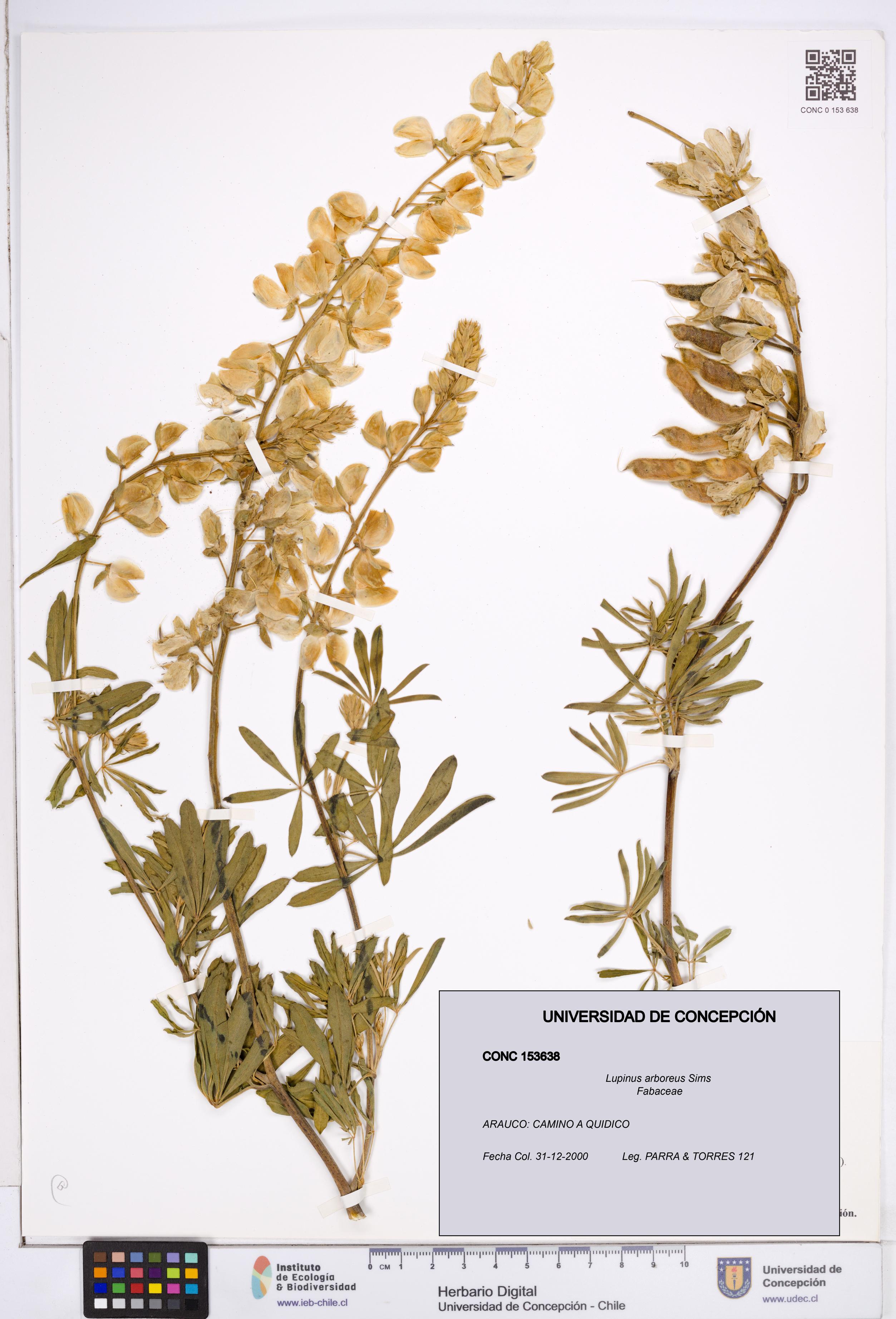 Lupinus arboreus [Espécimen: ]