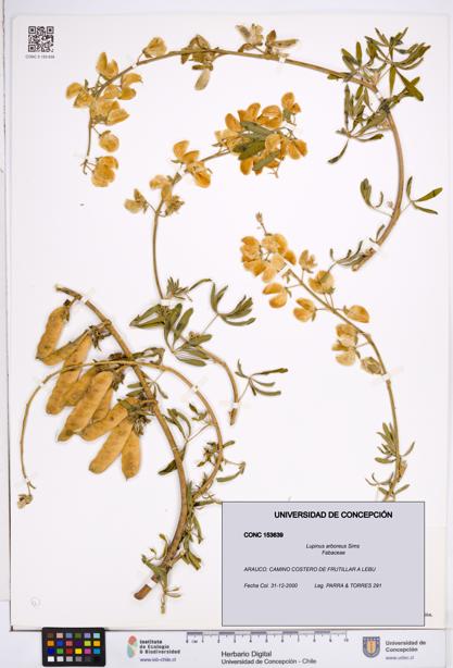 Lupinus arboreus [Espécimen: ]