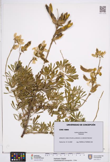 Lupinus arboreus [Espécimen: ]