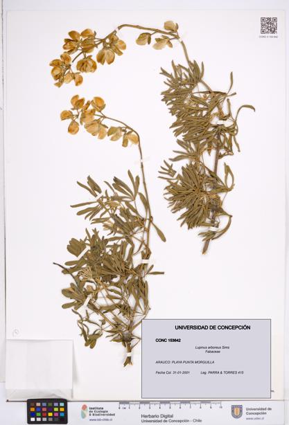 Lupinus arboreus [Espécimen: ]