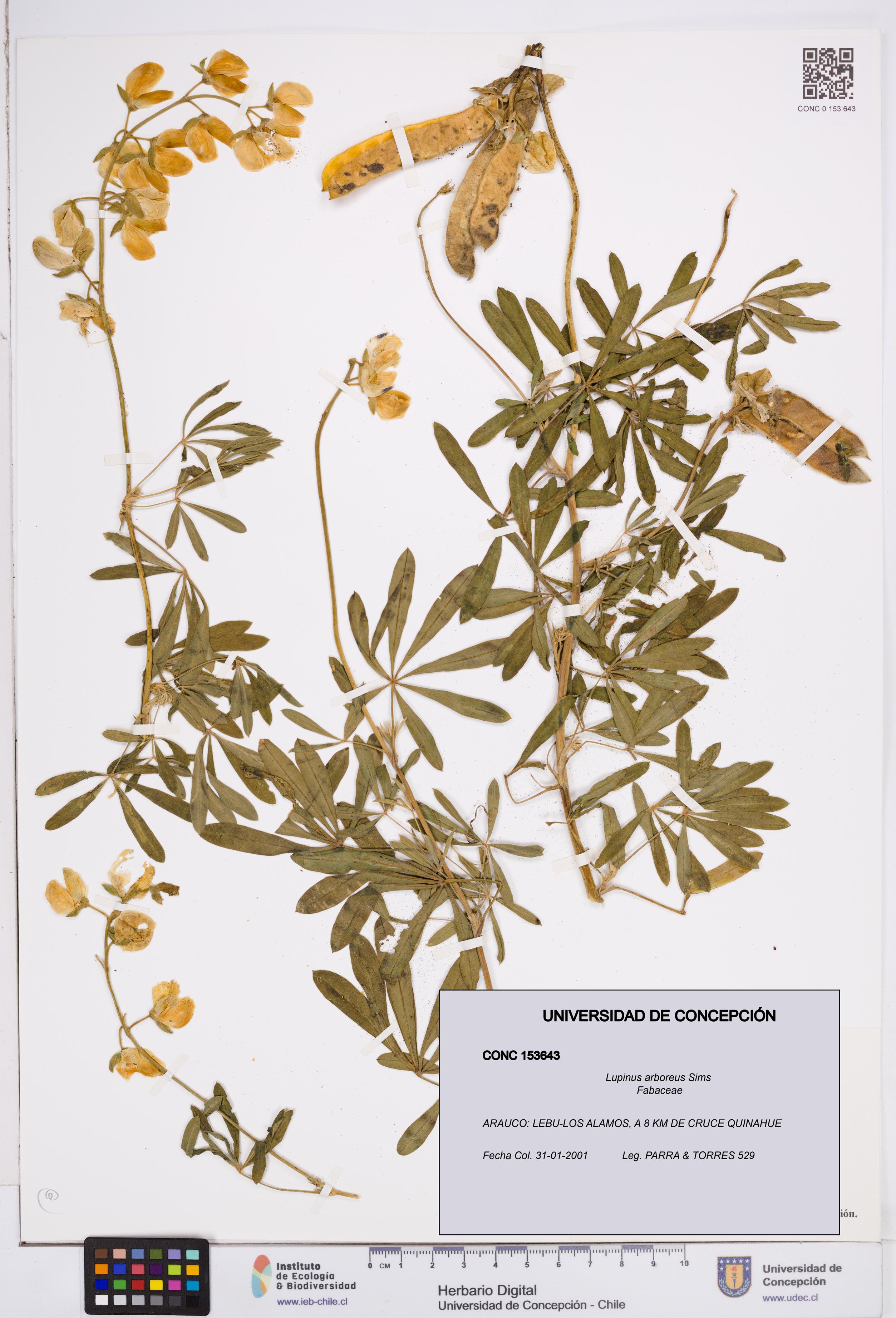 Lupinus arboreus [Espécimen: ]