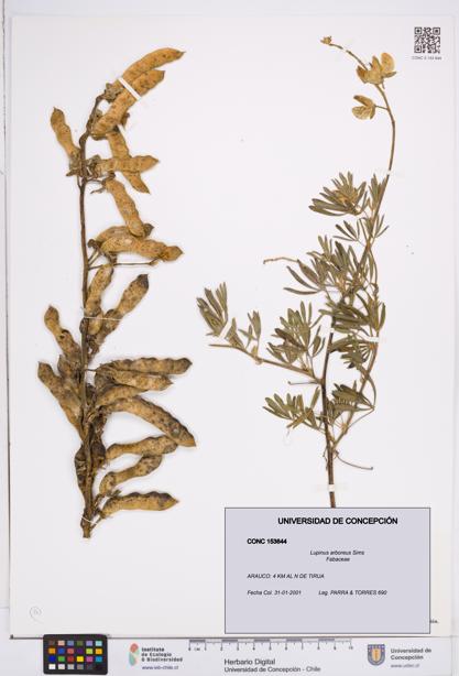 Lupinus arboreus [Espécimen: ]
