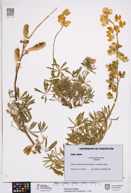 Lupinus arboreus [Espécimen: ]
