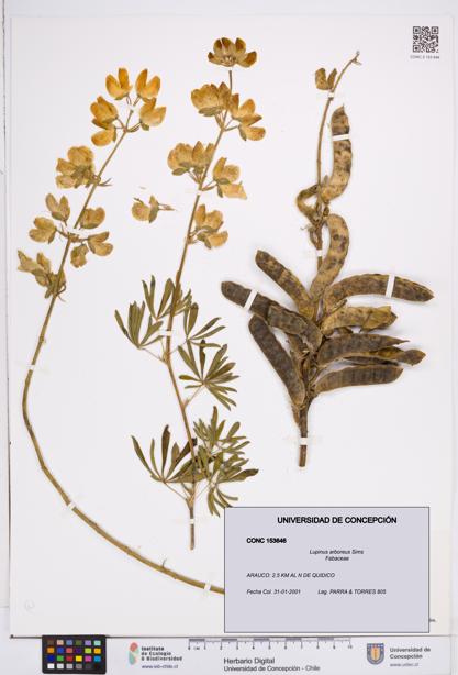 Lupinus arboreus [Espécimen: ]