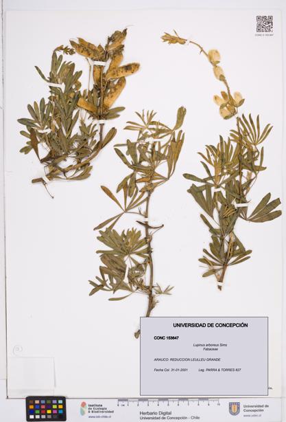 Lupinus arboreus [Espécimen: ]