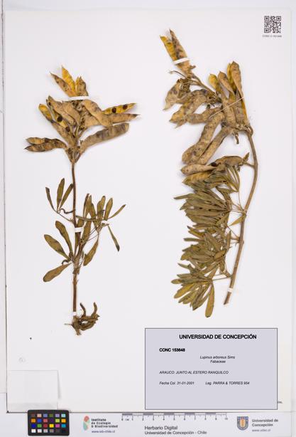 Lupinus arboreus [Espécimen: ]