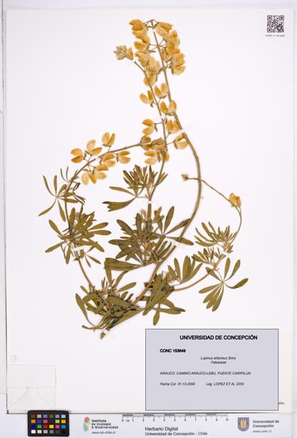 Lupinus arboreus [Espécimen: ]
