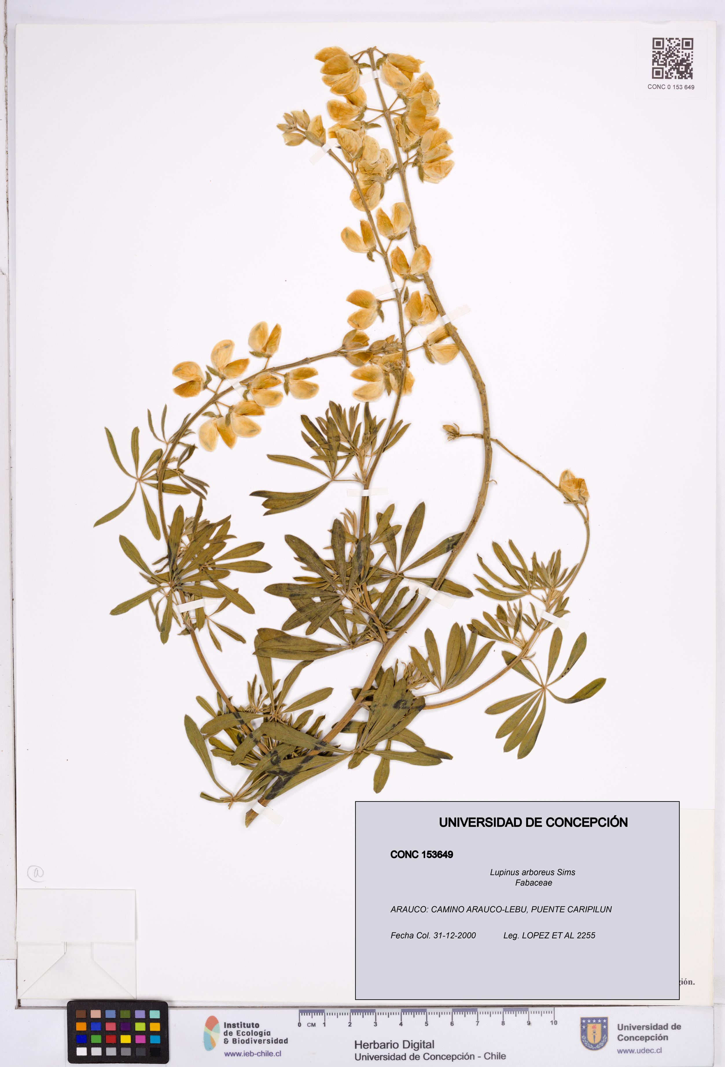 Lupinus arboreus [Espécimen: ]