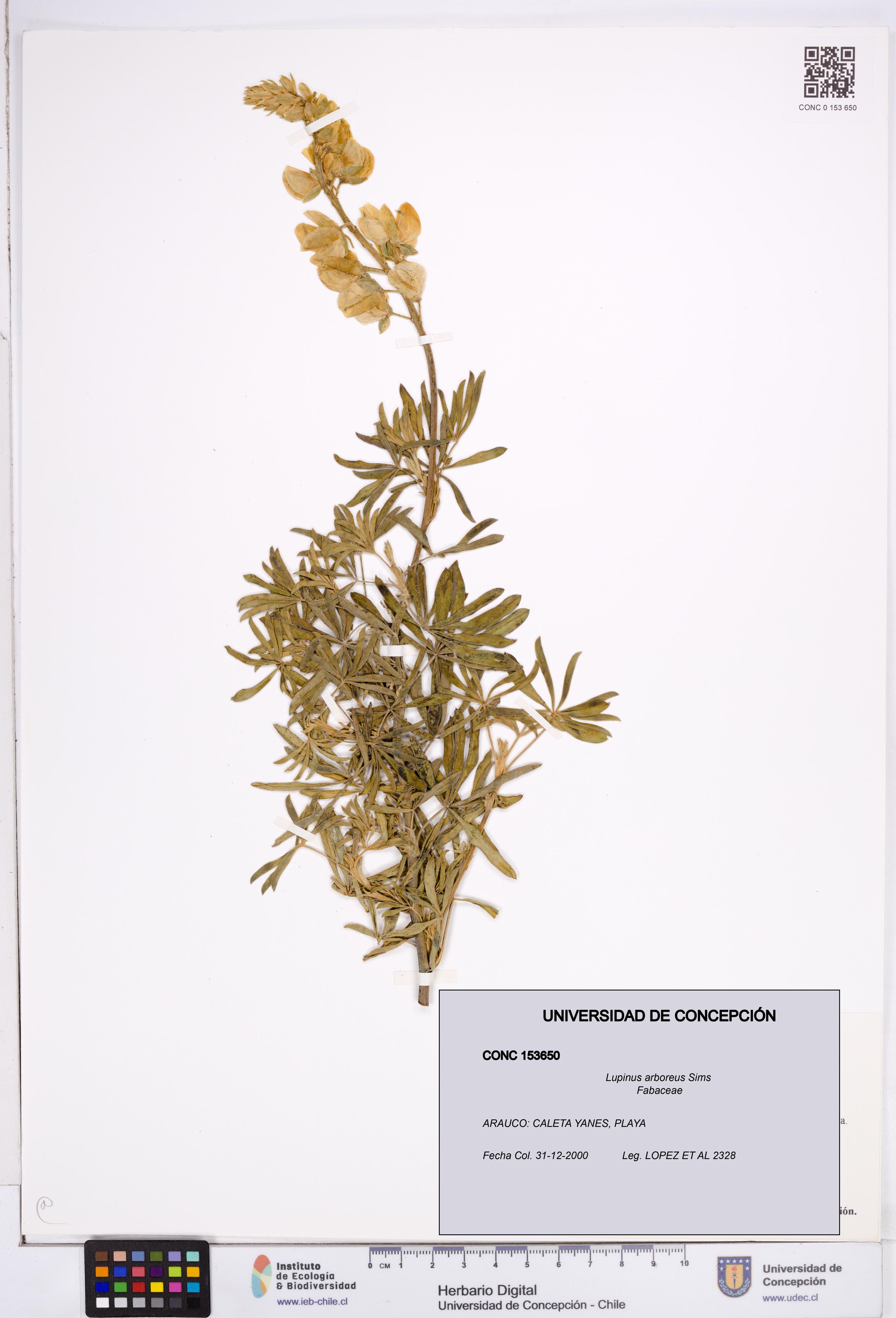 Lupinus arboreus [Espécimen: ]