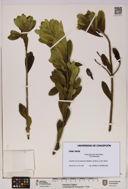 Ovidia pillo-pillo [Espécimen: UDEC:CONC:0153722]