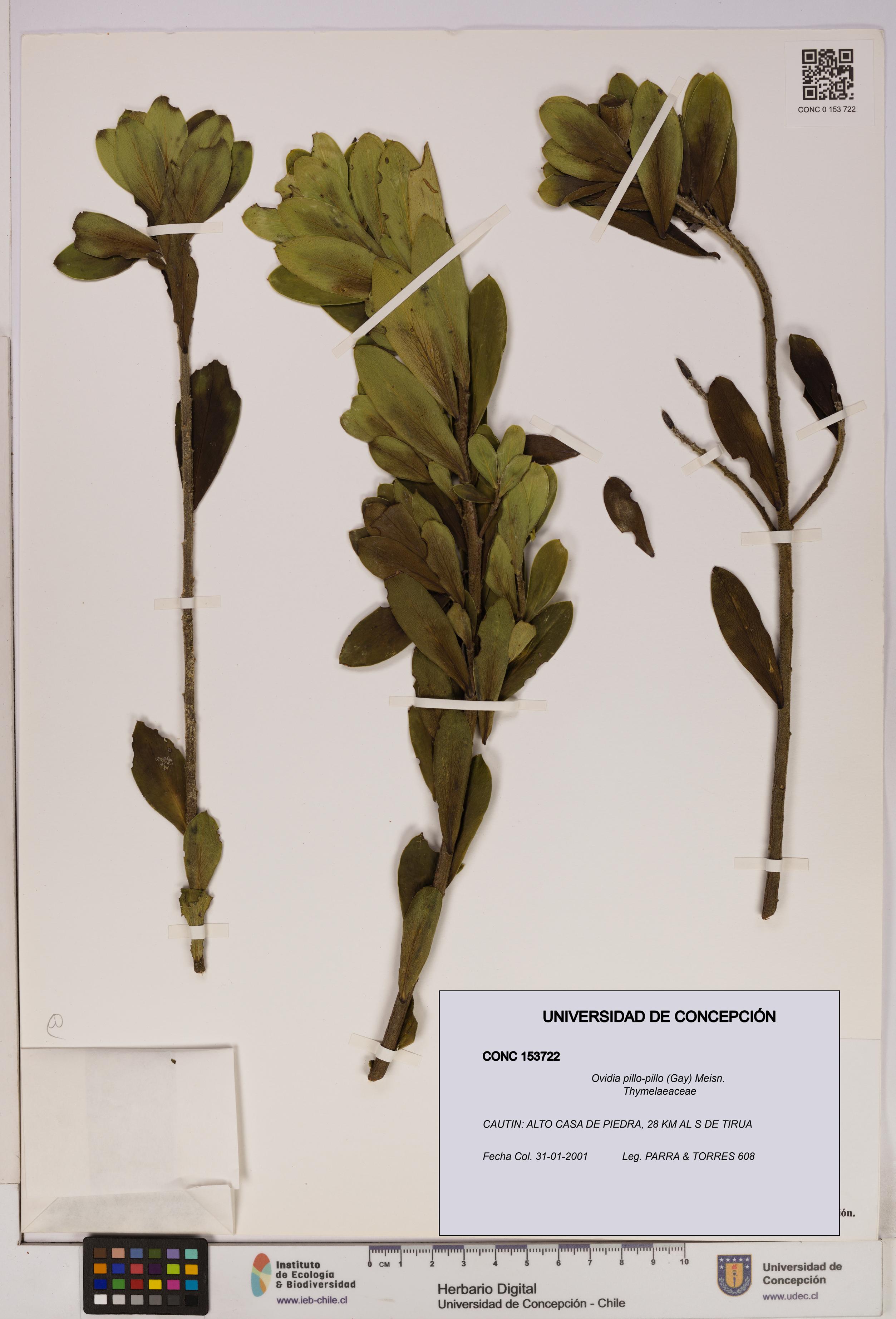 Ovidia pillo-pillo [Espécimen: UDEC:CONC:0153722]