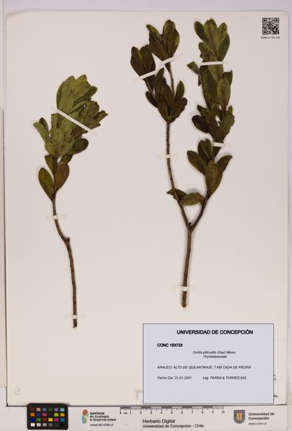 Ovidia pillo-pillo [Espécimen: UDEC:CONC:0153723]