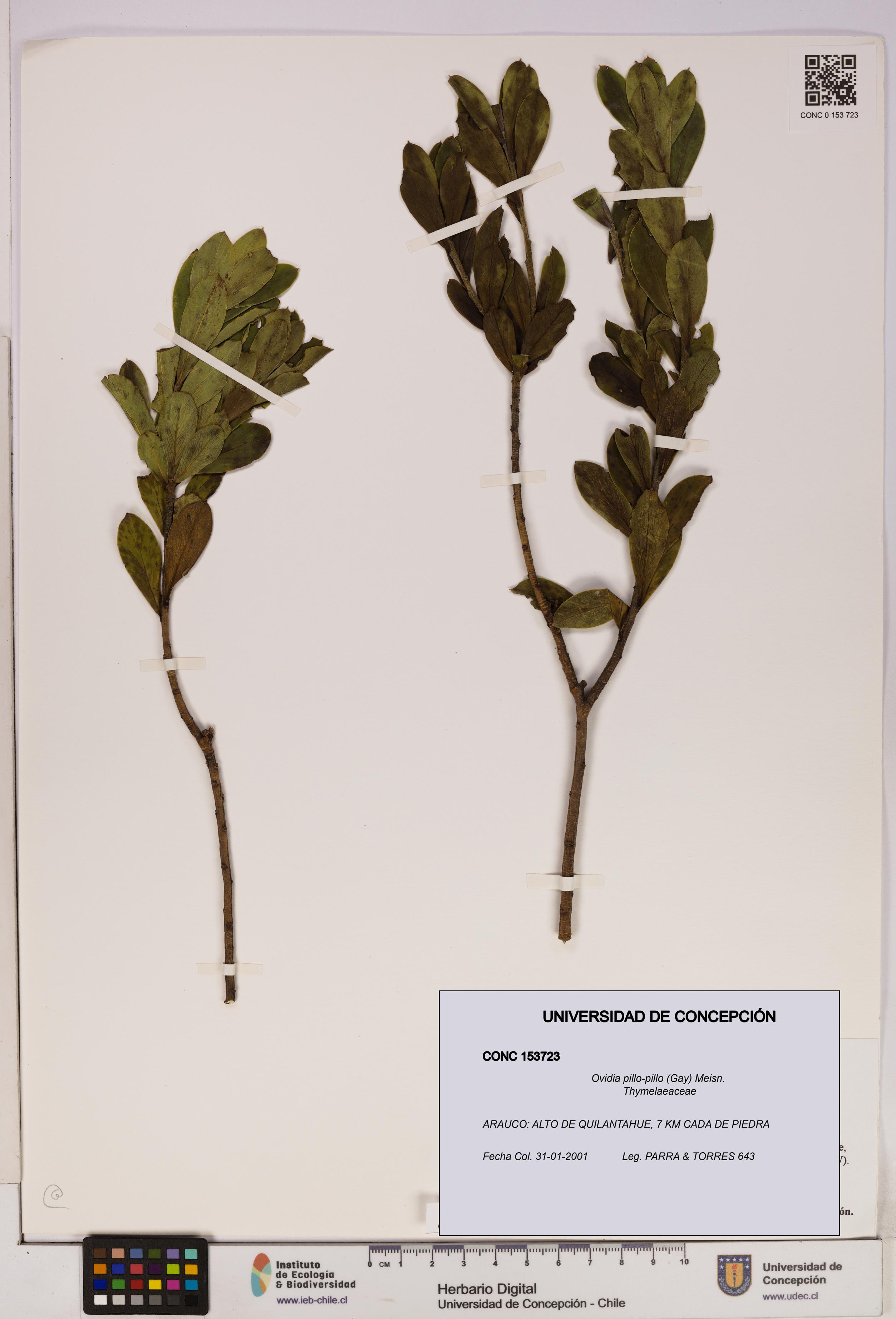 Ovidia pillo-pillo [Espécimen: UDEC:CONC:0153723]