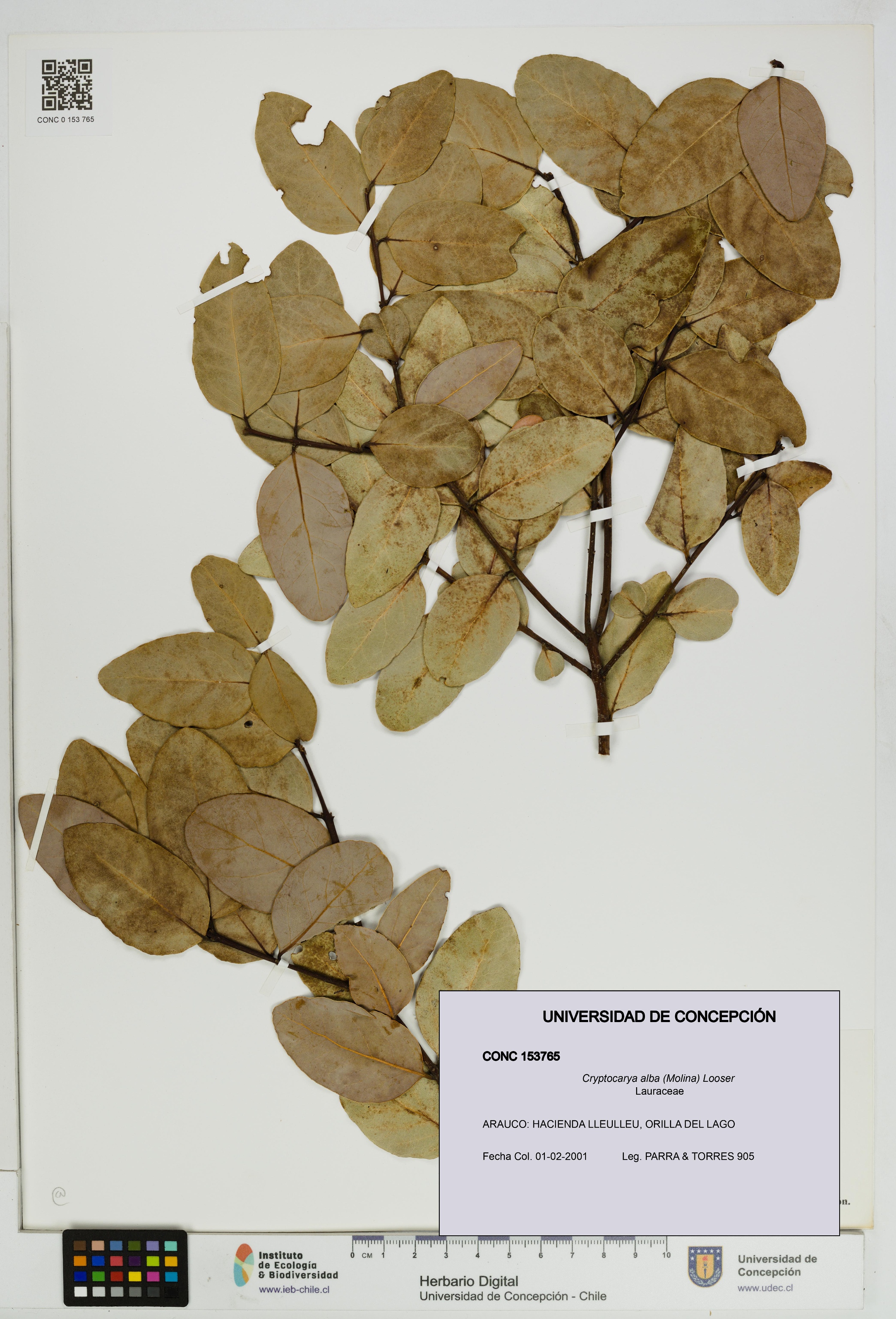 Cryptocarya alba [Espécimen: UDEC:CONC:0153765]