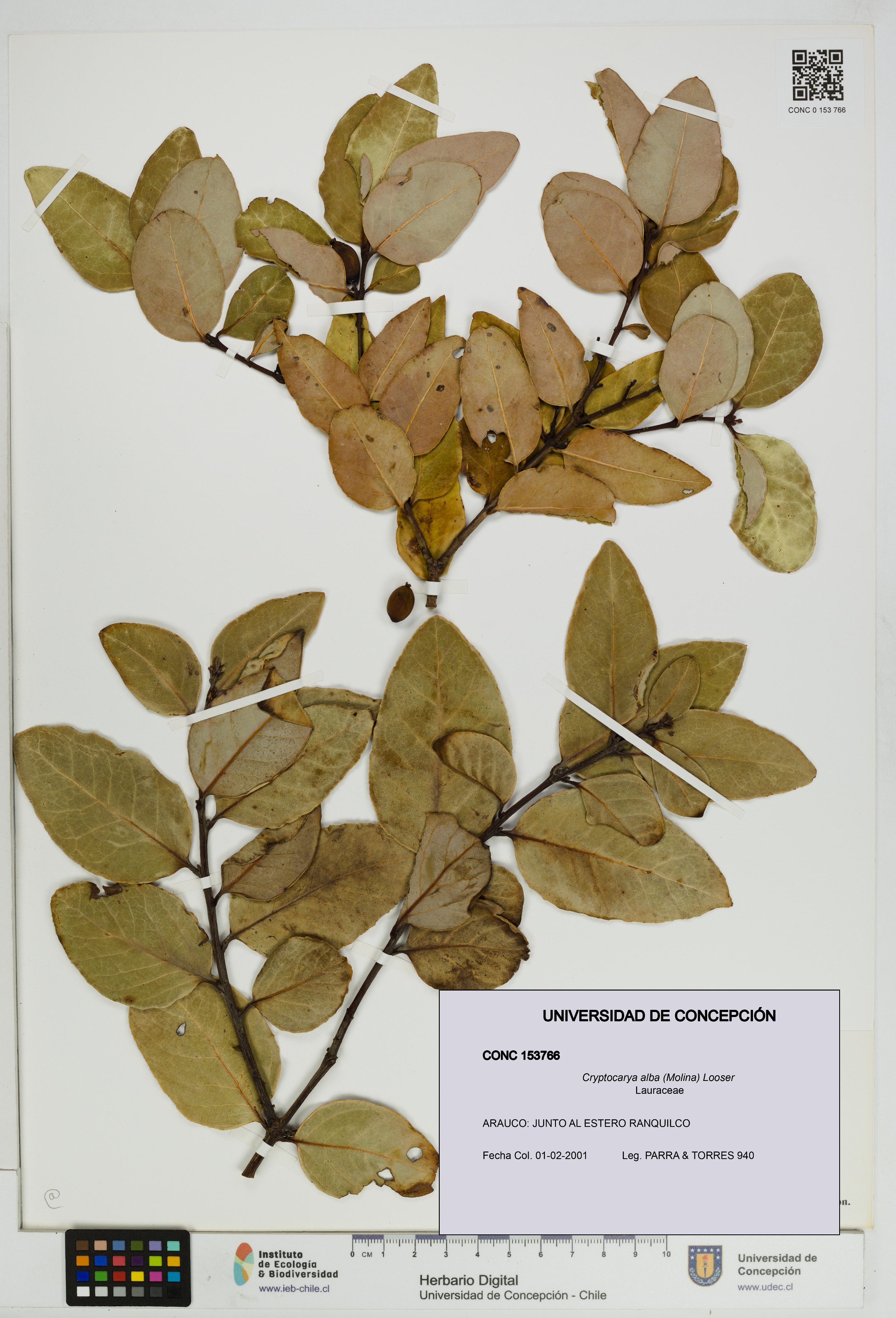 Cryptocarya alba [Espécimen: UDEC:CONC:0153766]