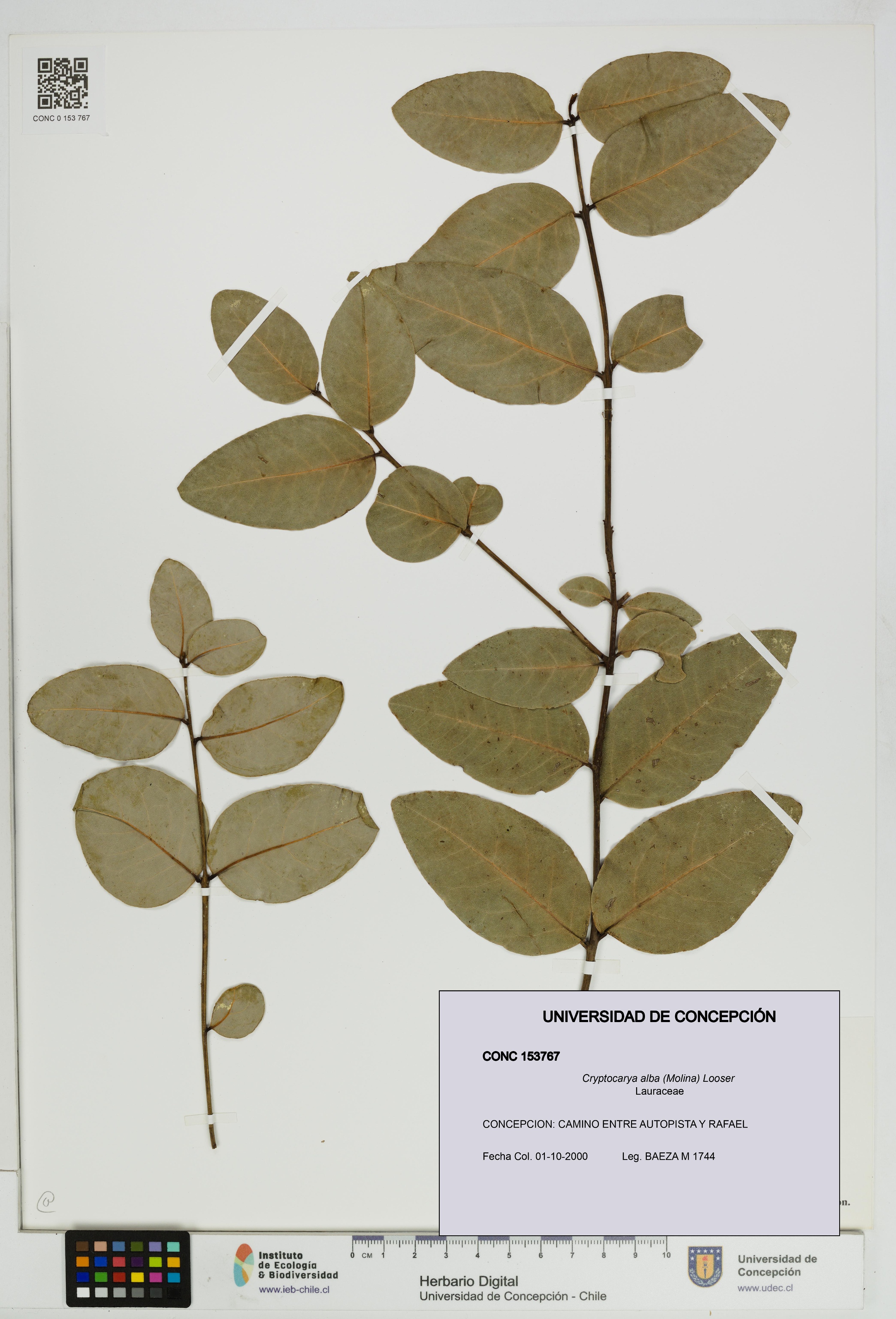 Cryptocarya alba [Espécimen: UDEC:CONC:0153767]