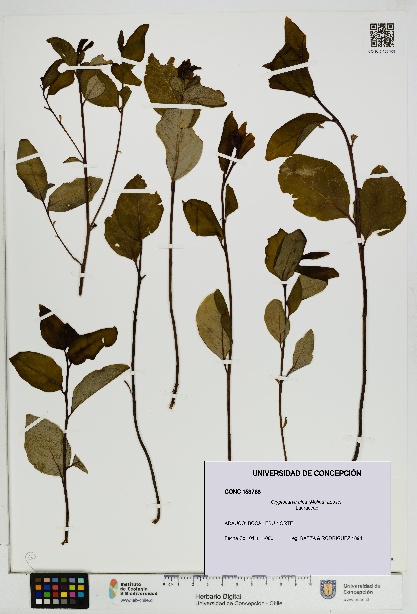 Cryptocarya alba [Espécimen: UDEC:CONC:0153768]