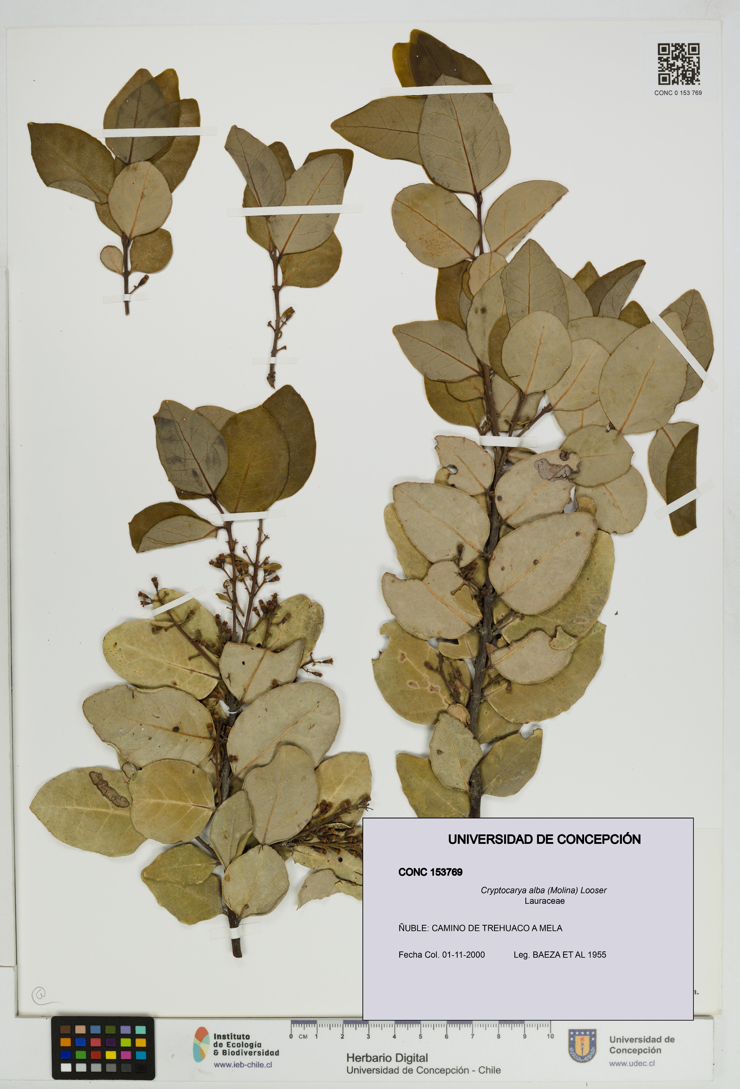 Cryptocarya alba [Espécimen: UDEC:CONC:0153769]