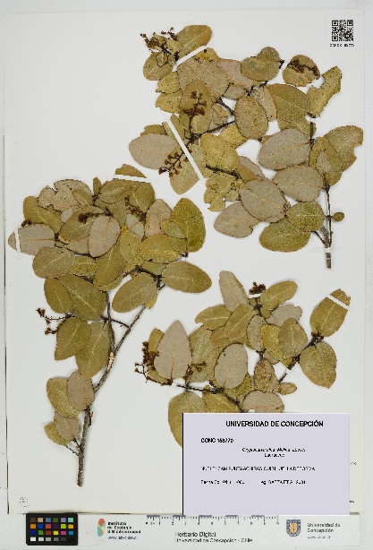 Cryptocarya alba [Espécimen: UDEC:CONC:0153770]