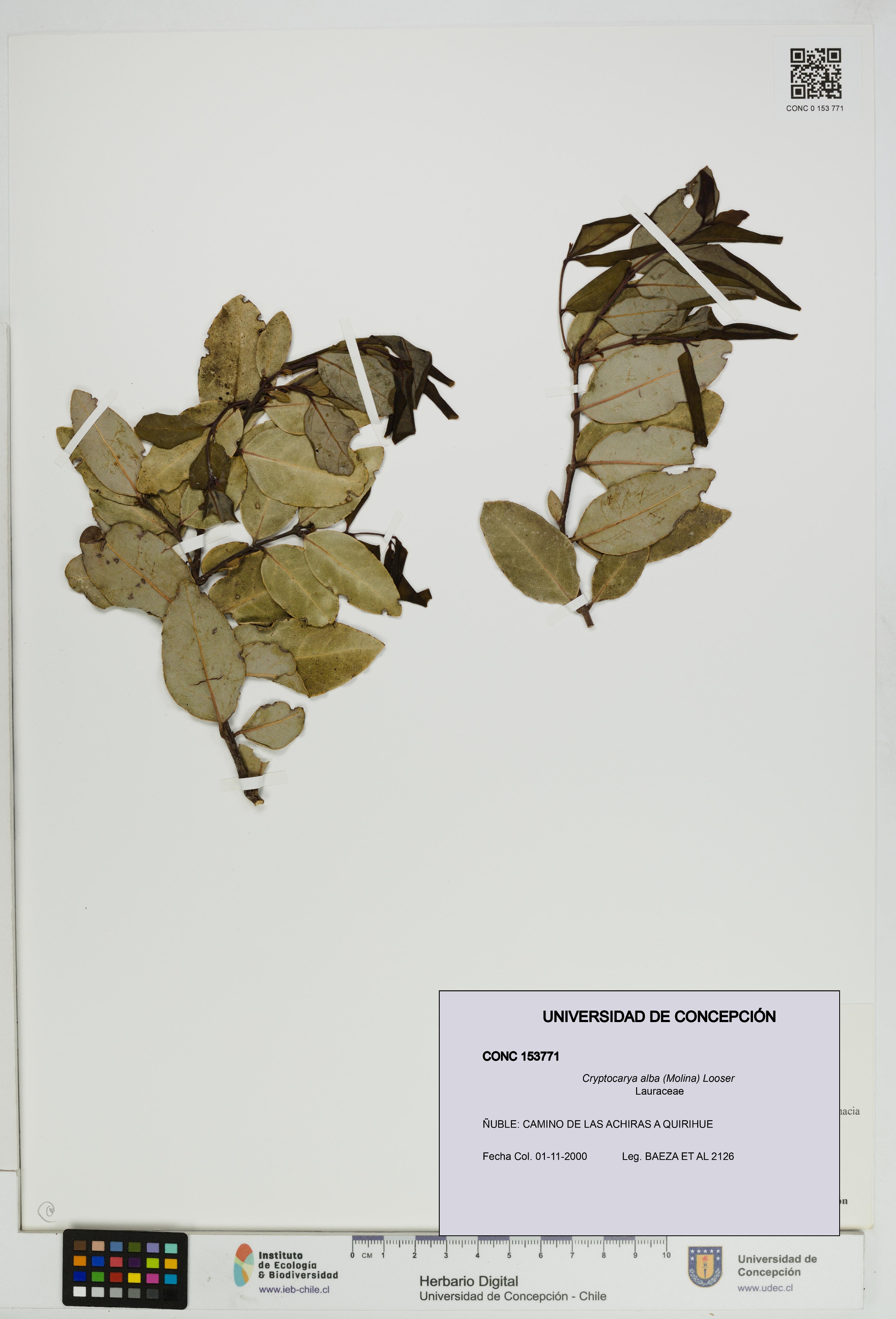 Cryptocarya alba [Espécimen: UDEC:CONC:0153771]