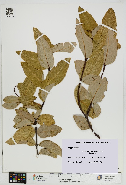 Cryptocarya alba [Espécimen: UDEC:CONC:0153772]