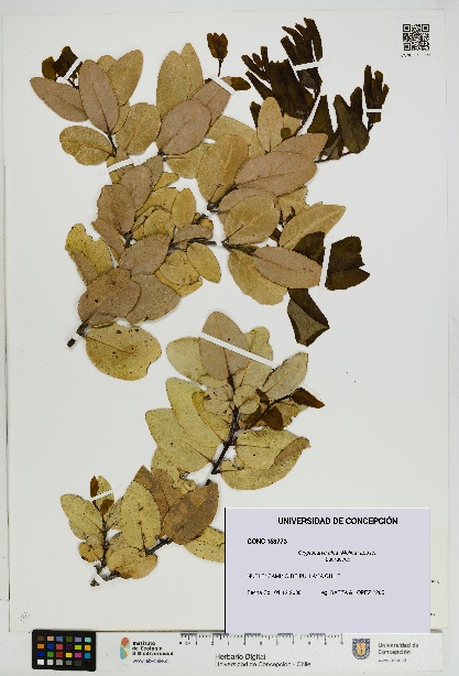 Cryptocarya alba [Espécimen: UDEC:CONC:0153773]