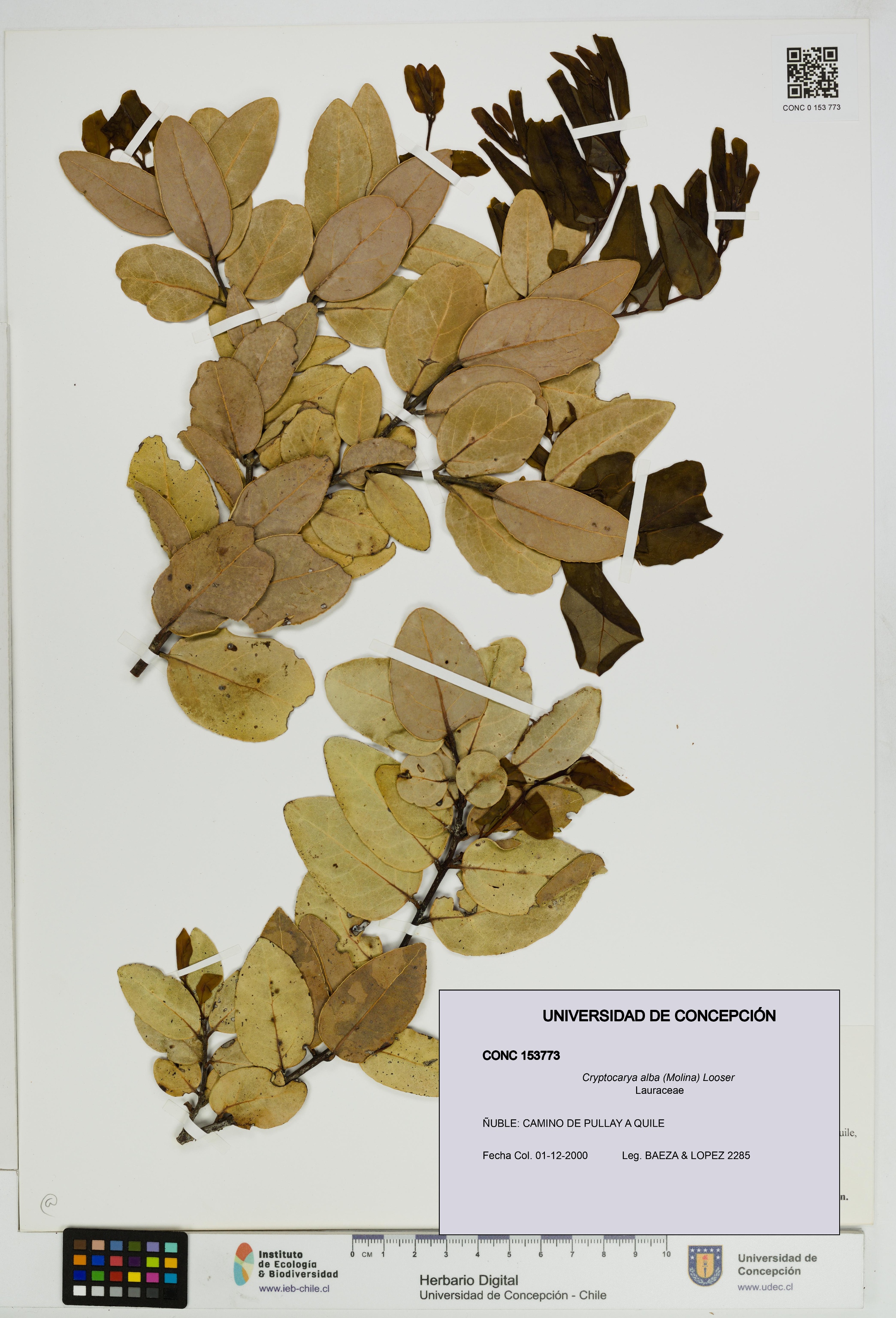 Cryptocarya alba [Espécimen: UDEC:CONC:0153773]