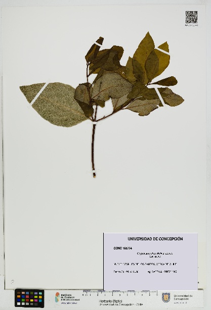 Cryptocarya alba [Espécimen: UDEC:CONC:0153774]