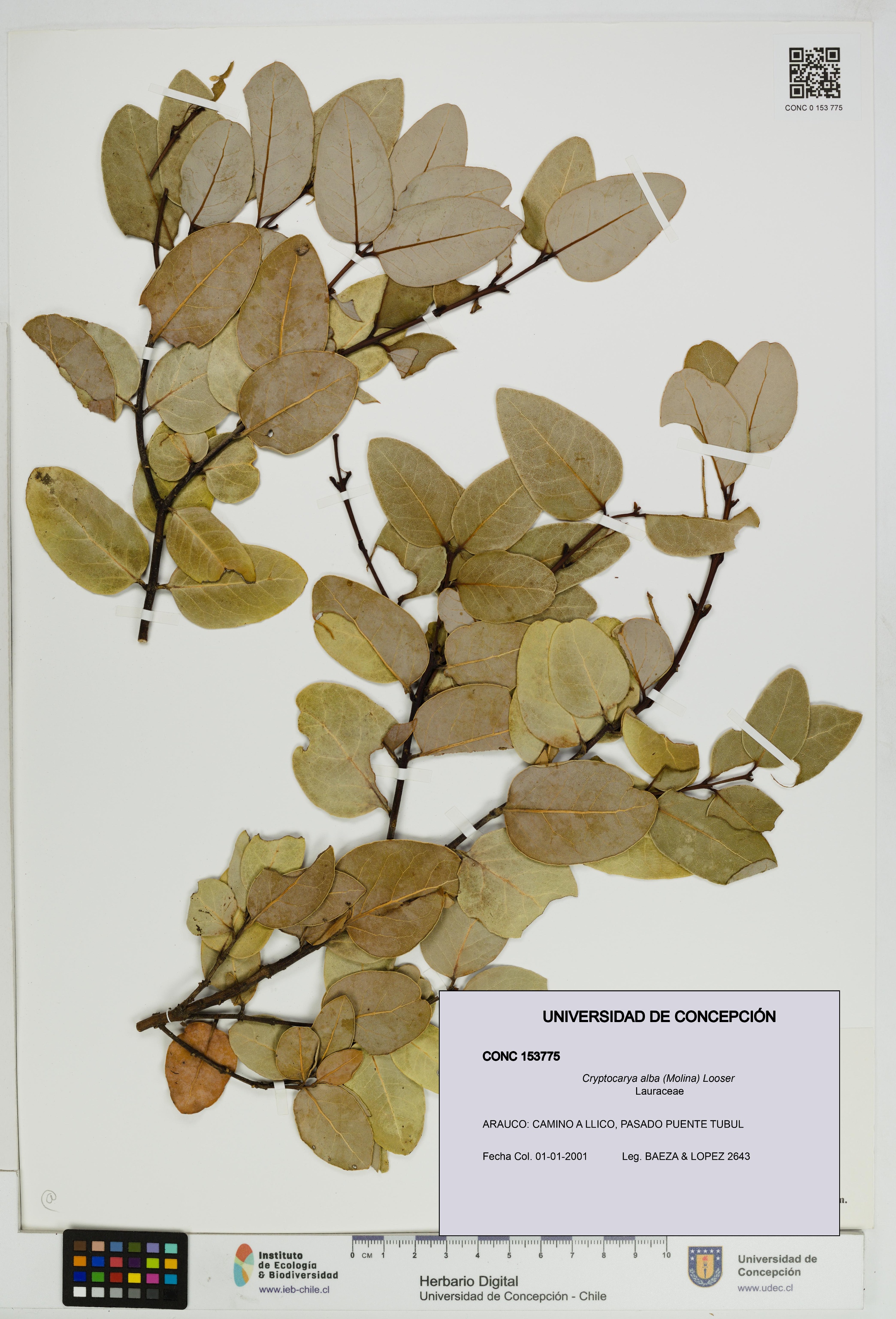 Cryptocarya alba [Espécimen: UDEC:CONC:0153775]