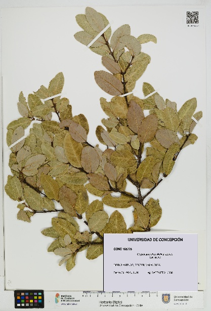 Cryptocarya alba [Espécimen: UDEC:CONC:0153776]