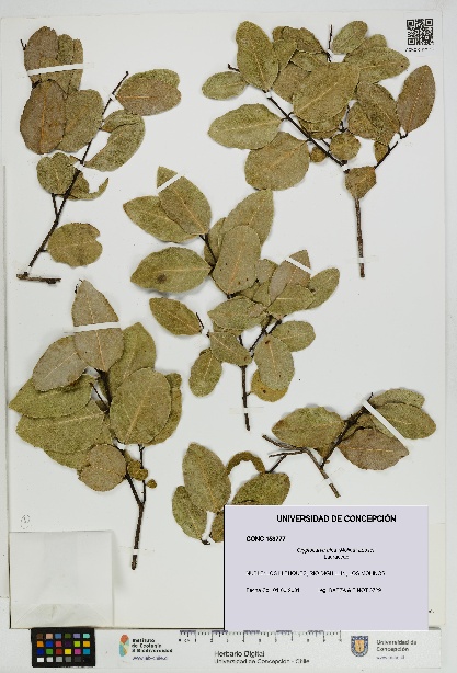 Cryptocarya alba [Espécimen: UDEC:CONC:0153777]