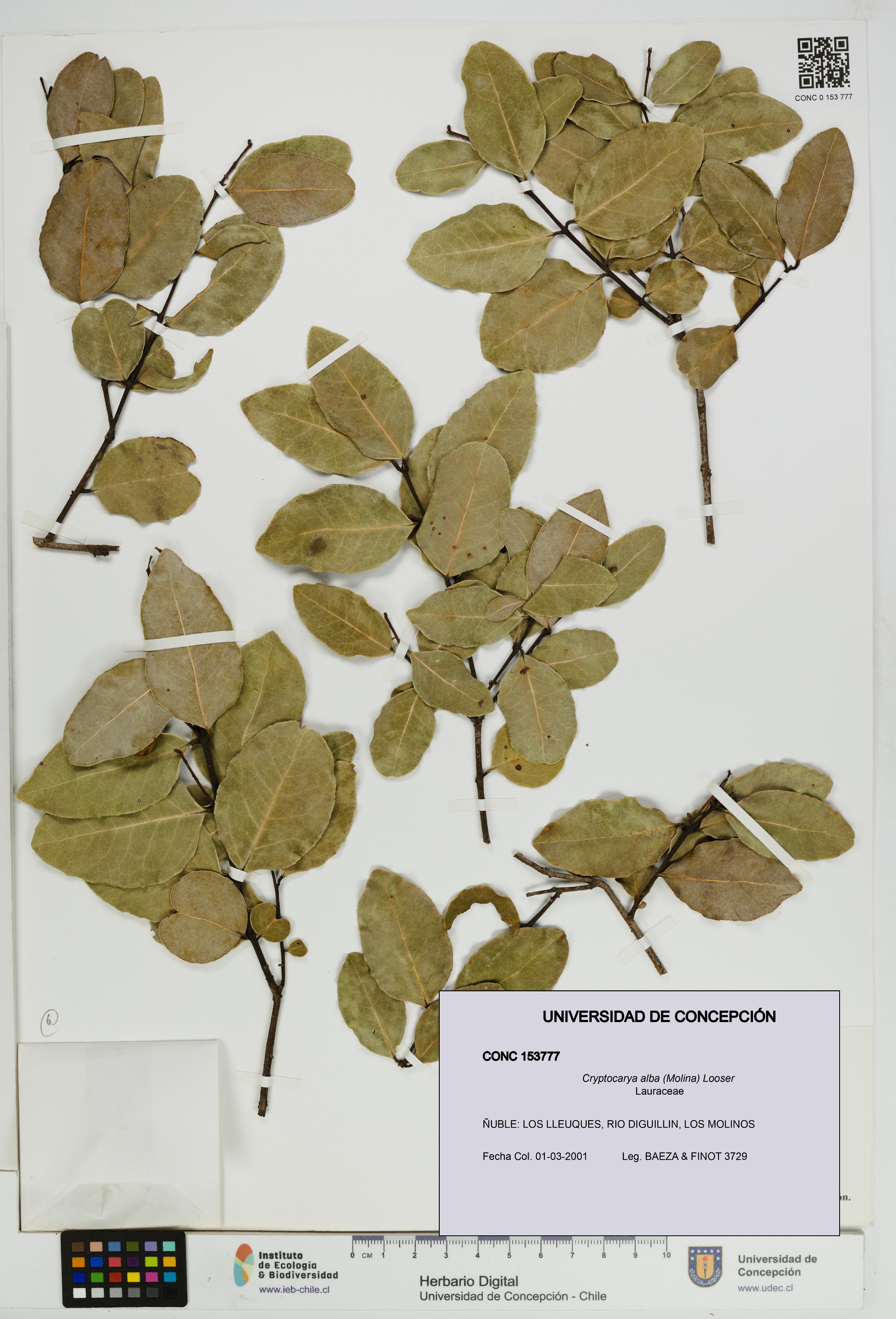 Cryptocarya alba [Espécimen: UDEC:CONC:0153777]