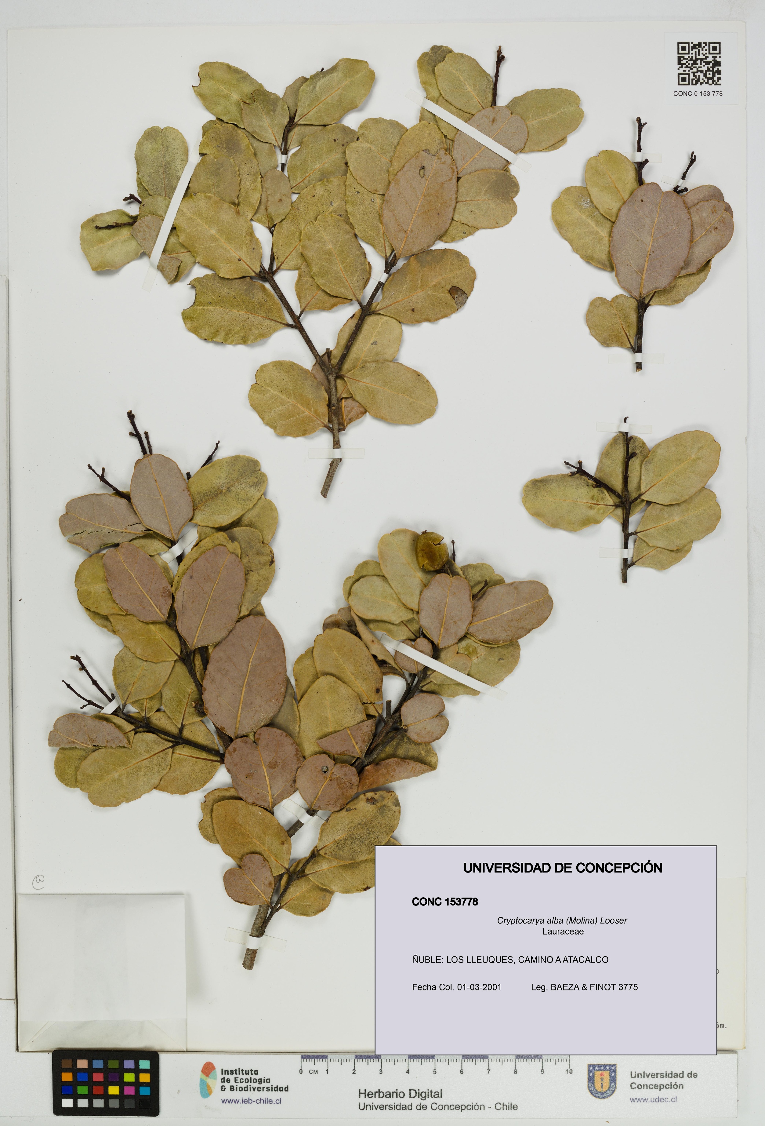 Cryptocarya alba [Espécimen: UDEC:CONC:0153778]