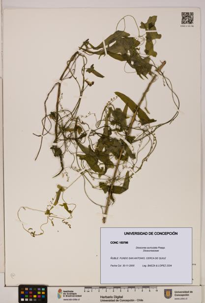 Dioscorea auriculata [Espécimen: ]