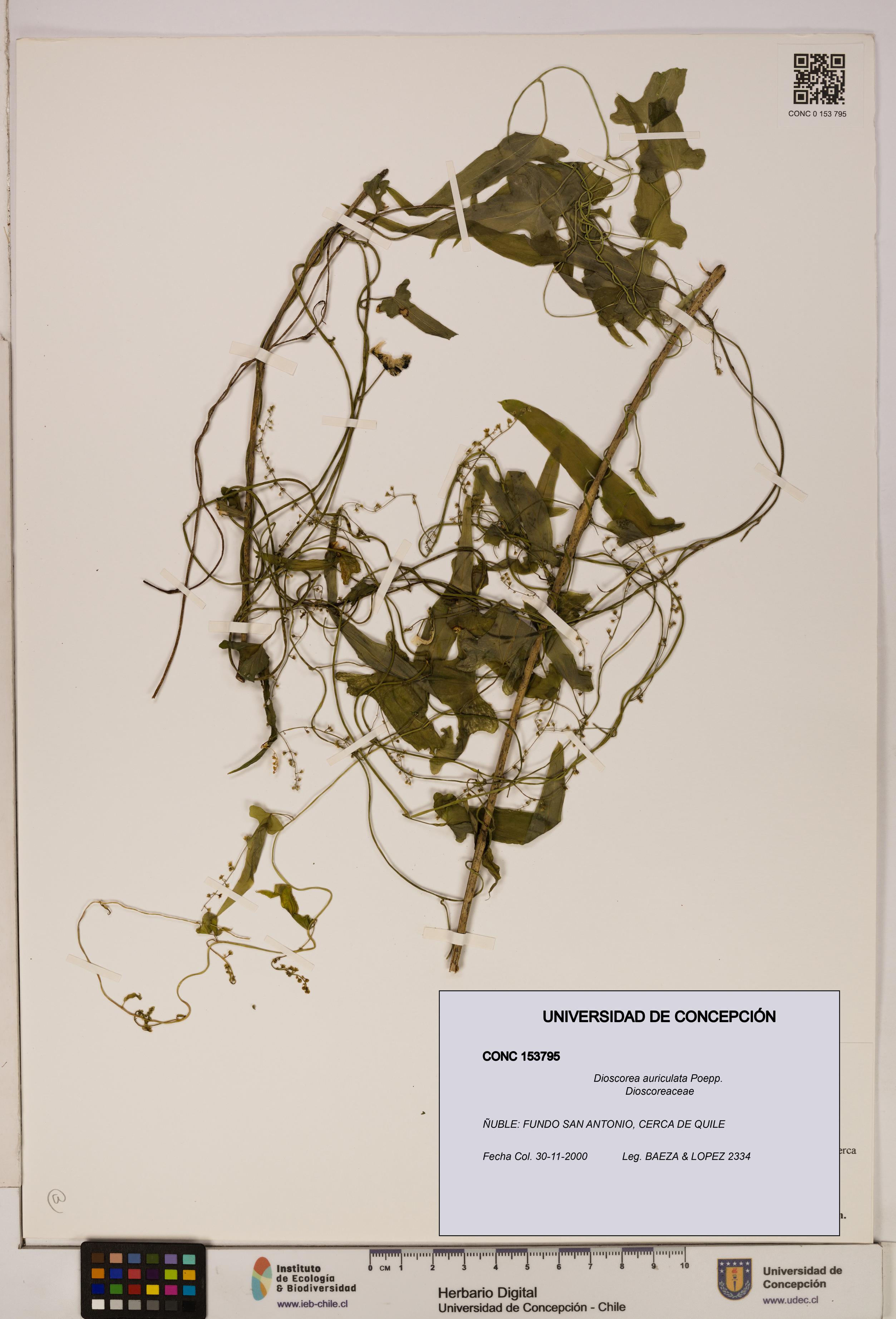 Dioscorea auriculata [Espécimen: ]
