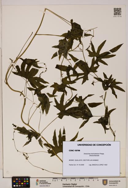 Dioscorea brachybotrya [Espécimen: ]