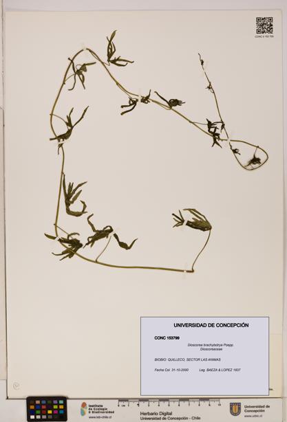 Dioscorea brachybotrya [Espécimen: ]