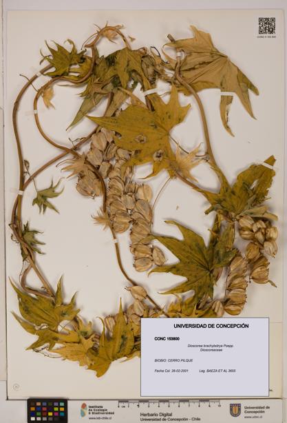 Dioscorea brachybotrya [Espécimen: ]
