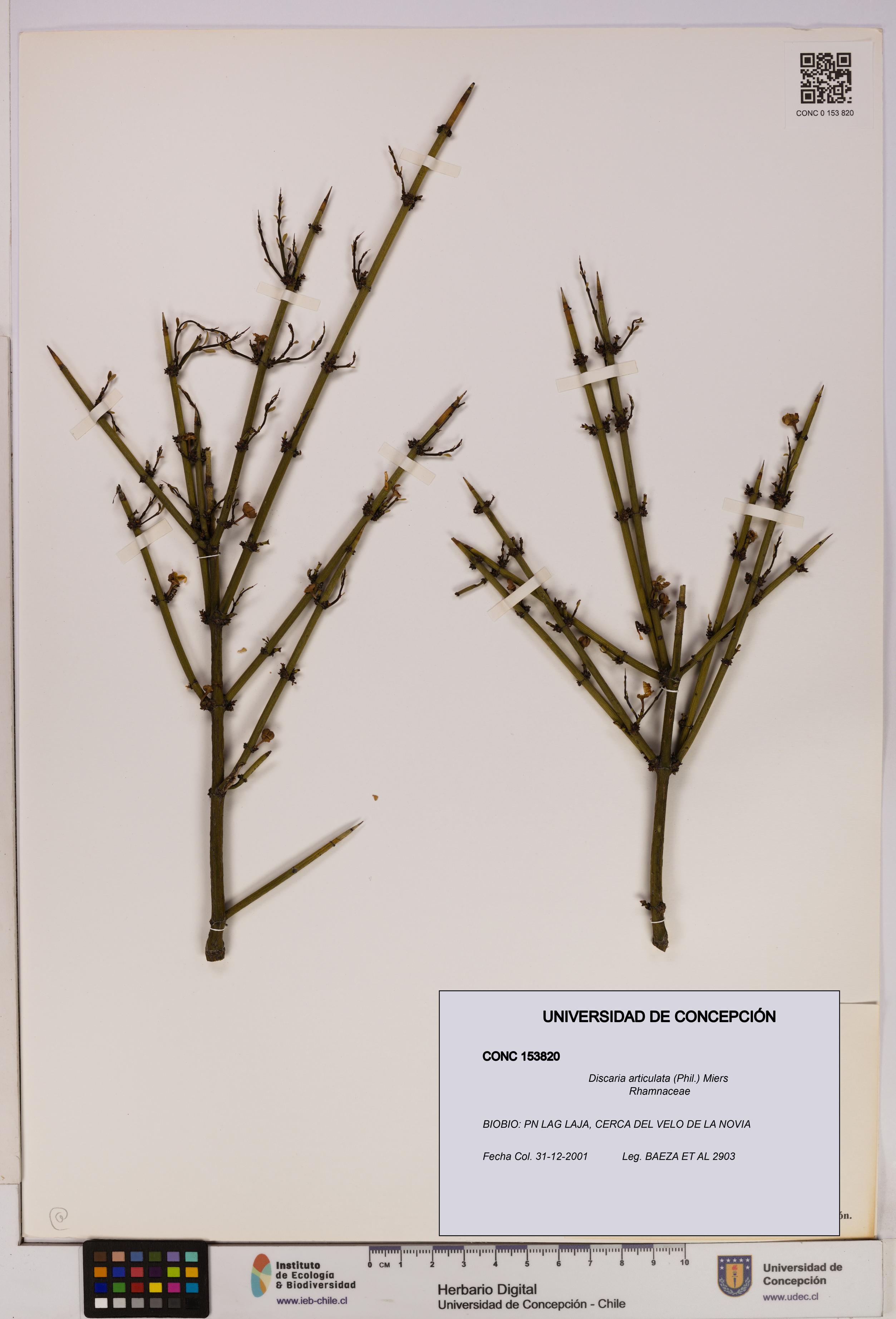 Discaria articulata [Espécimen: UDEC:CONC:0153820]
