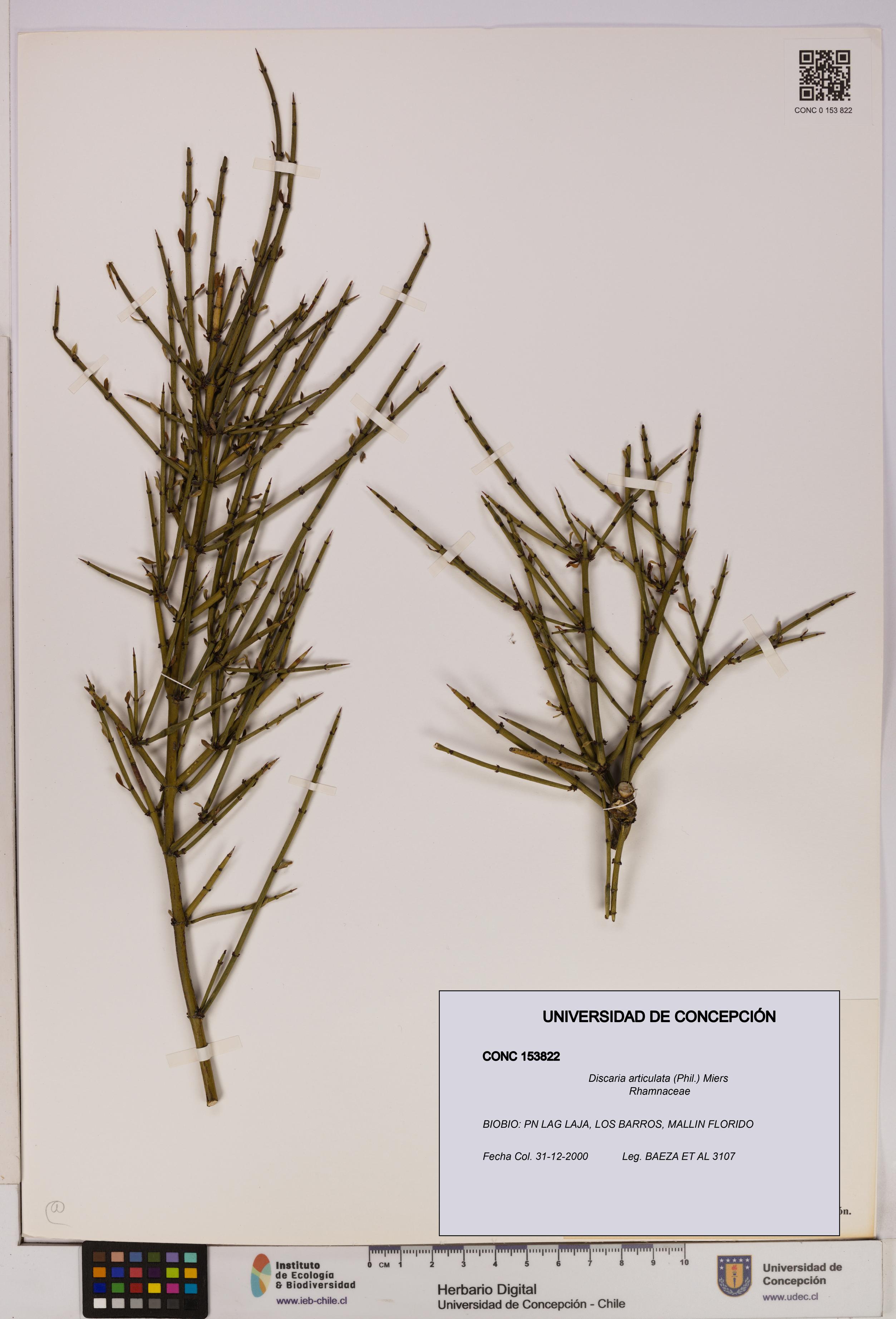 Discaria articulata [Espécimen: UDEC:CONC:0153822]